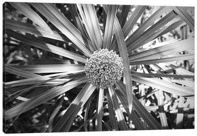 Fern With Cluster Of Flowers Black And White Photography Canvas Art Print - Fern Art