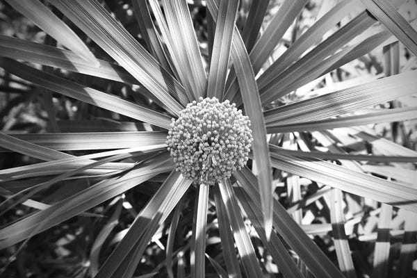 Ferns: Fern With Cluster Of Flowers Black And White Photography by Page Turner