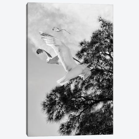 Seagulls Flying With Tree Silhouette Black And White Photography Canvas Print #DHV270} by Page Turner Canvas Wall Art