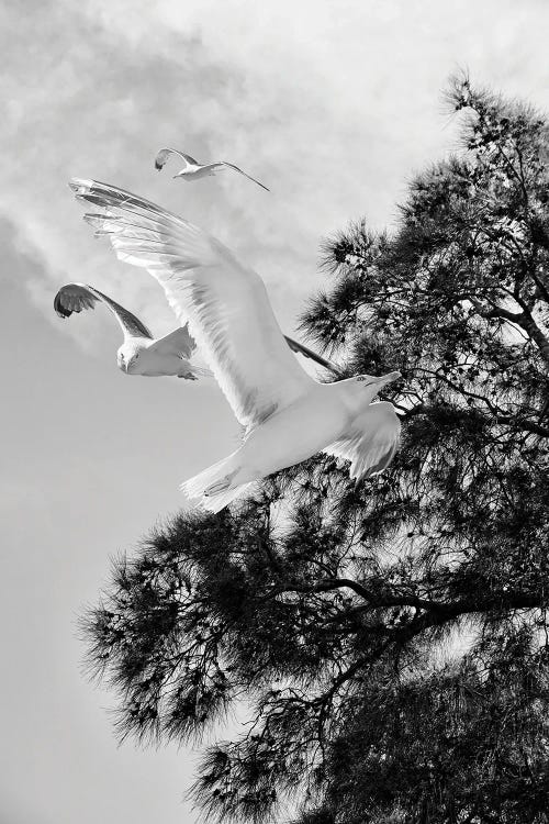 Seagulls Flying With Tree Silhouette Black And White Photography