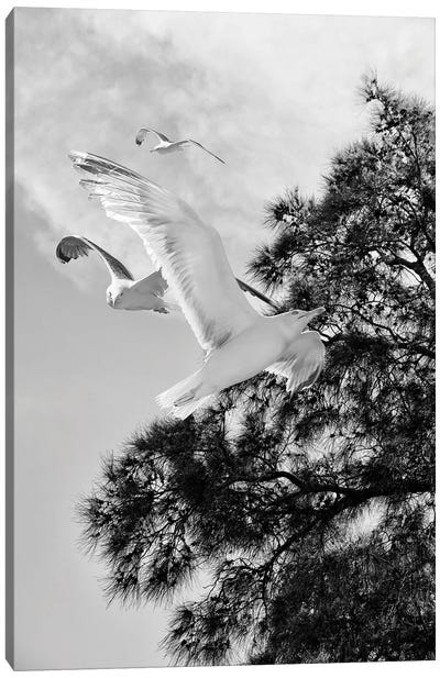 Seagulls Flying With Tree Silhouette Black And White Photography Canvas Art Print - Page Turner