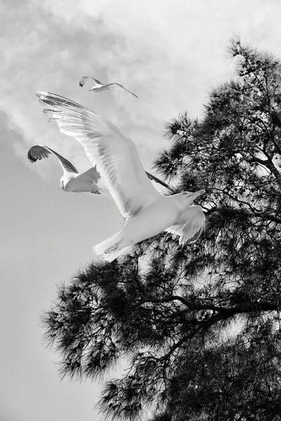 Black & White Florals: Seagulls Flying With Tree Silhouette Black And White Photography by Page Turner