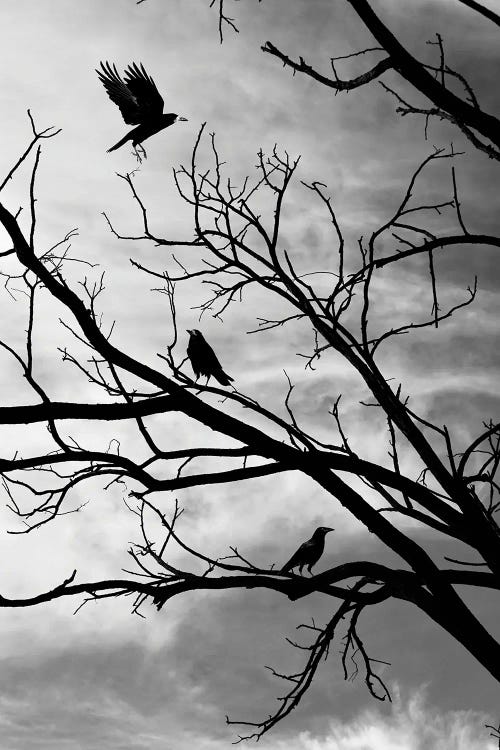 Moody Crows In A Tree On Abstract Black Branches Collage