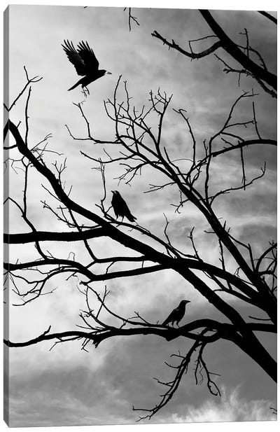 Moody Crows In A Tree On Abstract Black Branches Collage Canvas Art Print - Crow Art