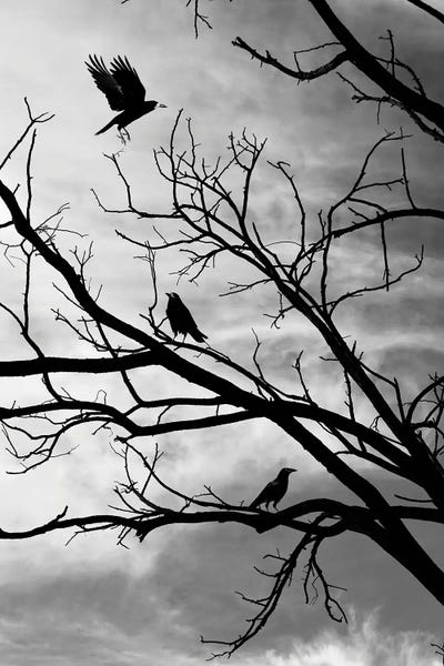 Black & White Florals: Moody Crows In A Tree On Abstract Black Branches Collage by Page Turner