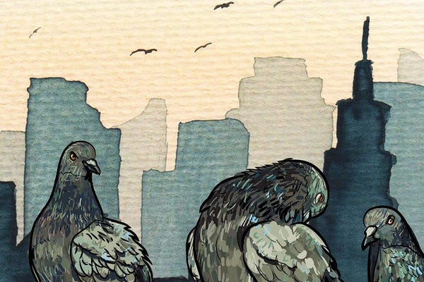 Doves & Pigeons: Pigeons In The City by Page Turner