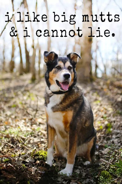 Australian Cattle Dogs: Big Mutts - Realistic by Dog is Good and Cat is Good