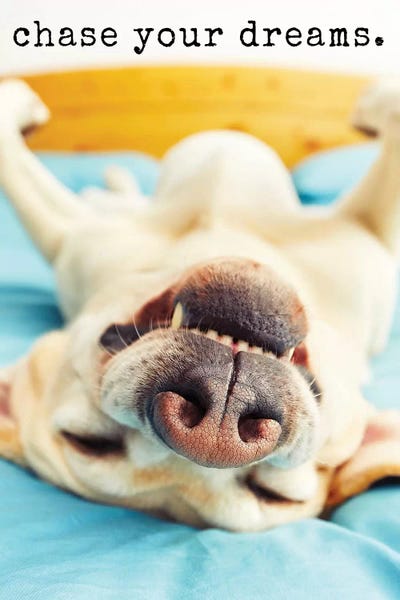 Labrador Retrievers: Chase Dreams - Realistic by Dog is Good and Cat is Good