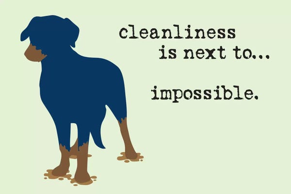 Labrador Retrievers: Cleanliness by Dog is Good and Cat is Good