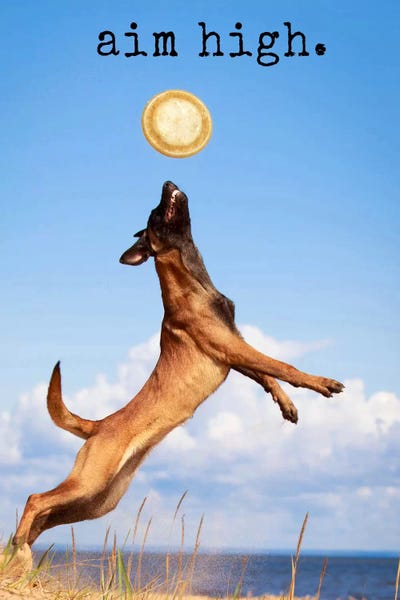 Aim High - Realistic by Dog is Good and Cat is Good metal wall art