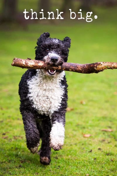 Photography: Think Big - Realistic by Dog is Good and Cat is Good