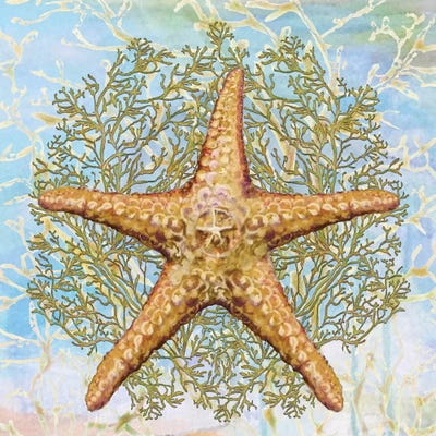 Shell Medley II by Diannart metal wall art