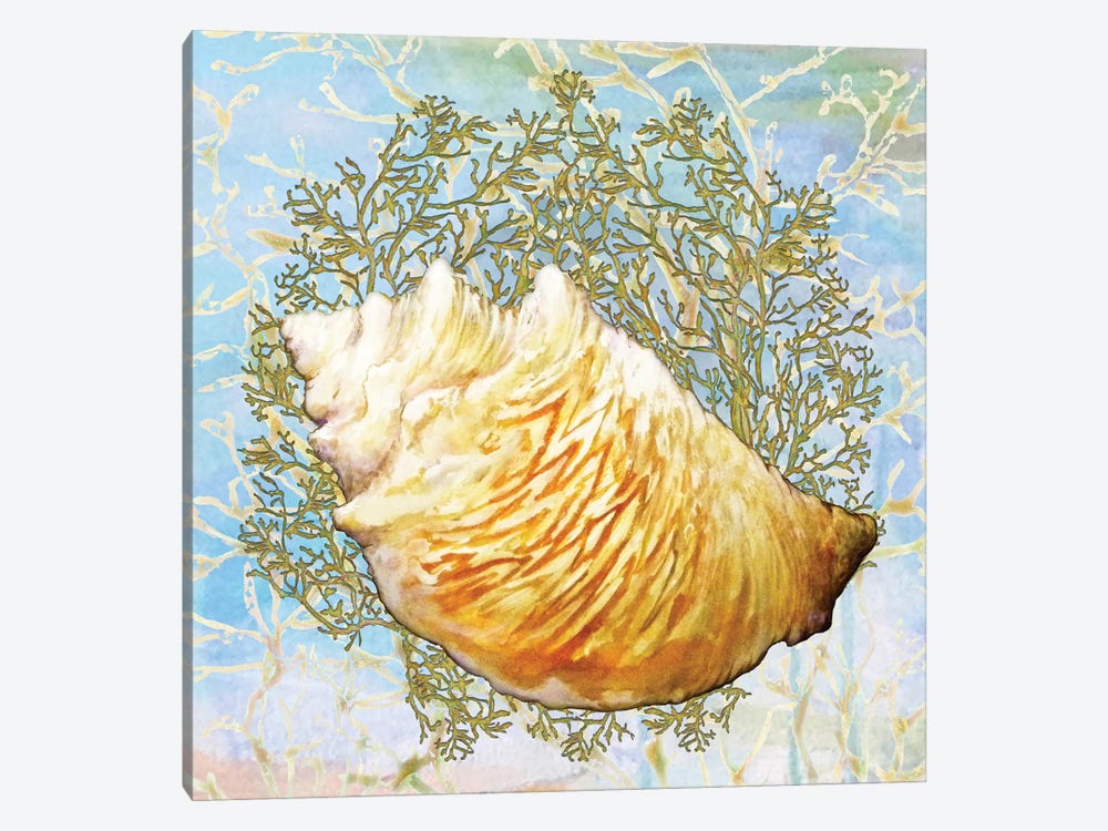 Shell Medley IV by Diannart 1-piece Canvas Art Print