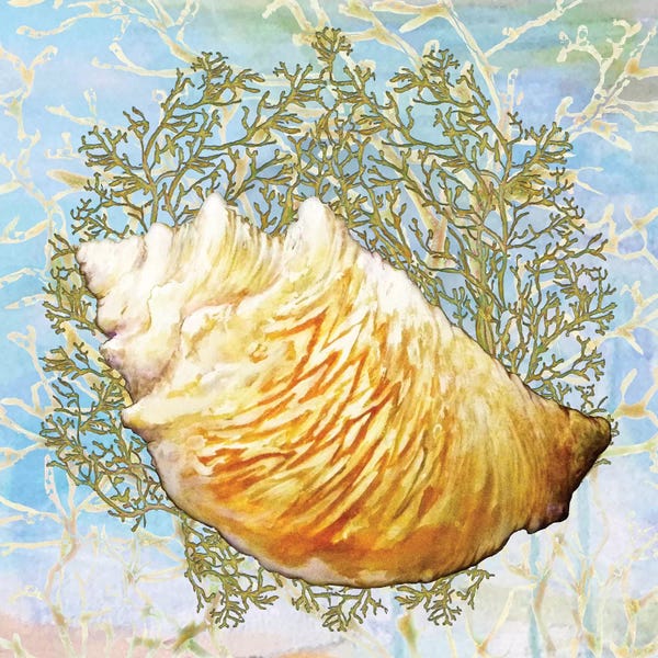 Diannart: Shell Medley IV by Diannart
