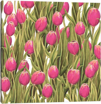 Tulip Symphony II Canvas Art Print