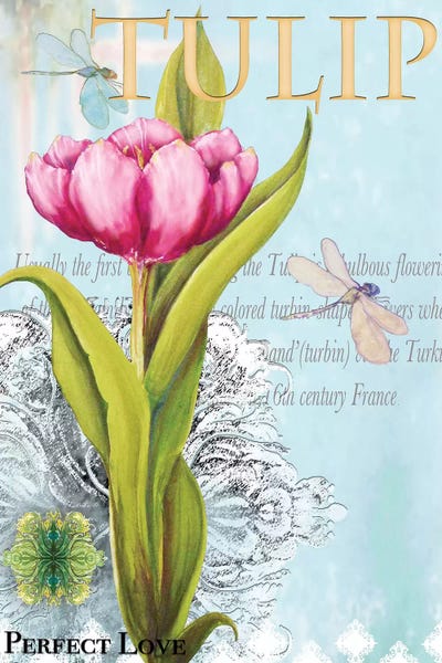 Diannart: Elegant Tulip I by Diannart