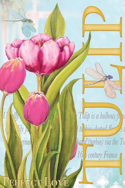 Elegant Tulip II by Diannart metal wall art