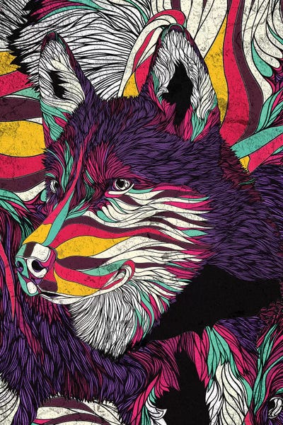 Siberian Huskies: Color Husky by Danny Ivan