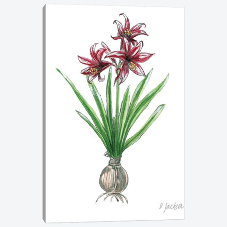 Red And White Botanical Amaryllis Canvas Print #DJA19} by Dawn Jackson Art Print