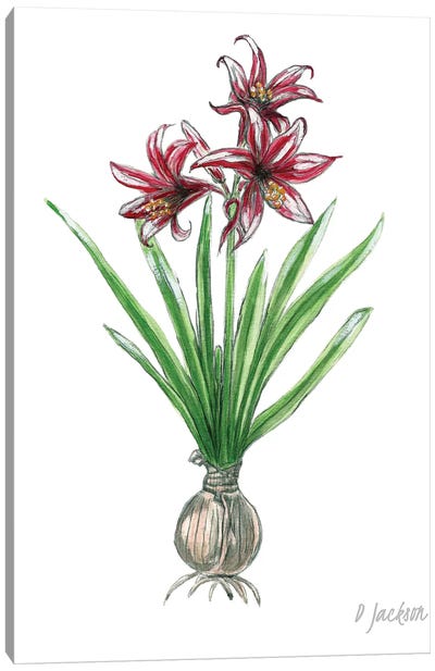 Red And White Botanical Amaryllis Canvas Art Print - Dawn Jackson