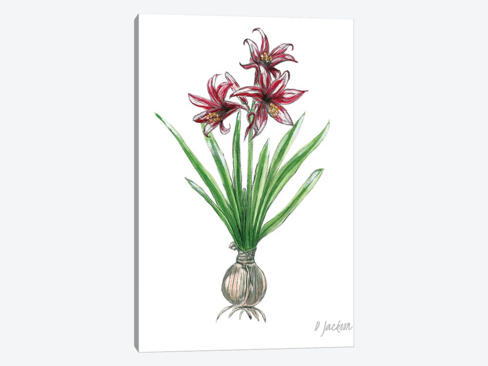 Red And White Botanical Amaryllis by Dawn Jackson 1-piece Art Print