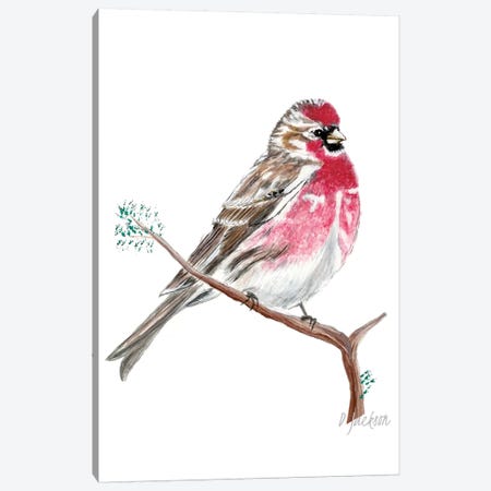 Red Sparrow, Common Redpoll Canvas Print #DJA21} by Dawn Jackson Canvas Artwork