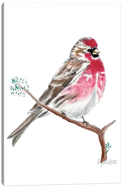 Red Sparrow, Common Redpoll Canvas Art Print - Dawn Jackson