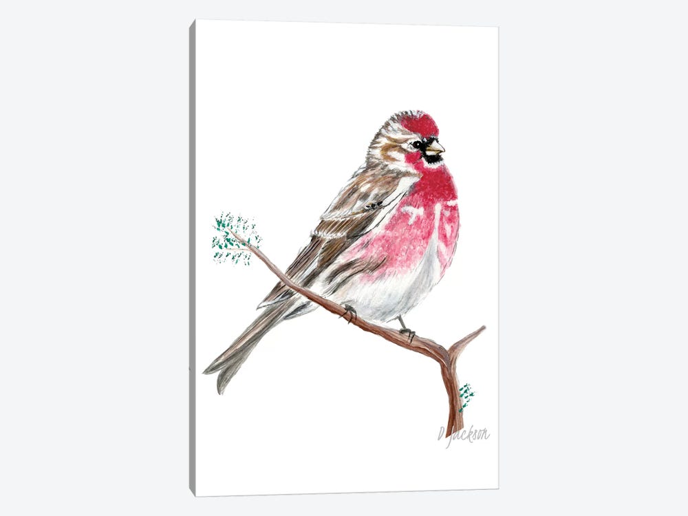 Red Sparrow, Common Redpoll by Dawn Jackson 1-piece Canvas Wall Art