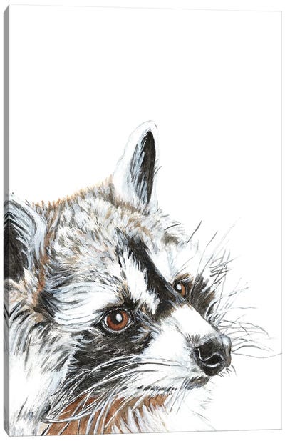 Curious Raccoon Canvas Art Print - Dawn Jackson