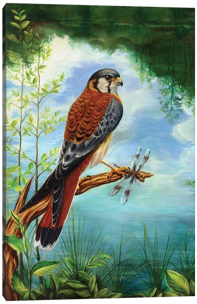 Little Warrior Canvas Art Print - Buzzard & Hawk Art