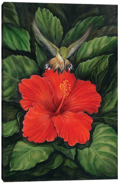 Luzita (Little Light) Canvas Art Print - Hummingbird Art