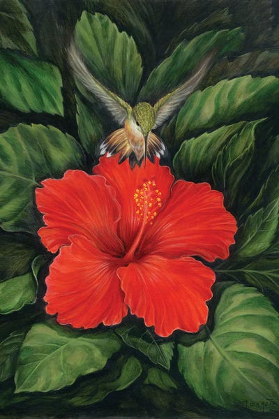 Hummingbirds: Luzita (Little Light) by David Joaquin