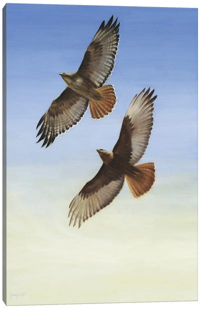 Soaring Canvas Art Print - Buzzard & Hawk Art