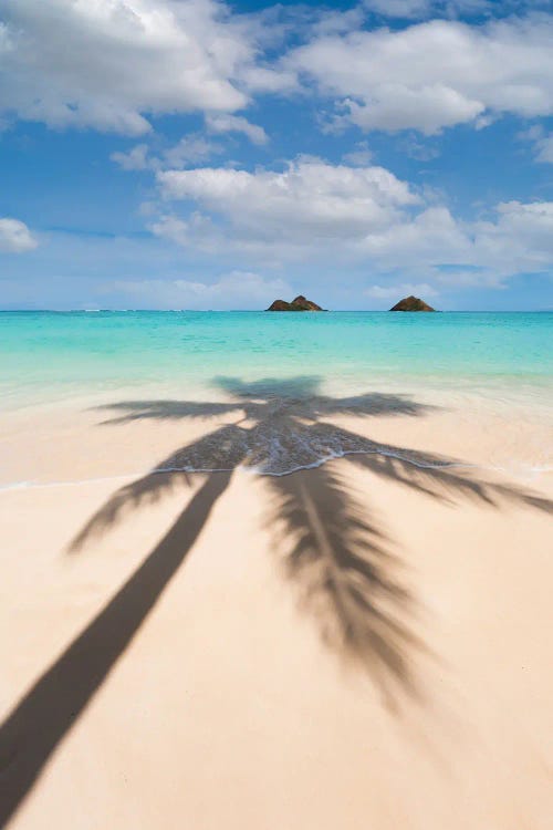 Paradise Palms Of Hawaii