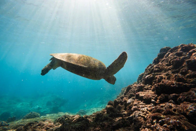 Sea Turtle In Hawaii