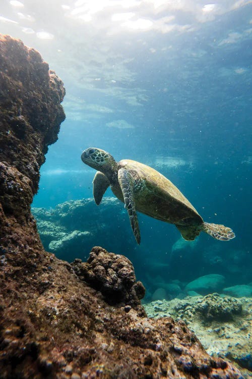 Hawaii Sea Turtle