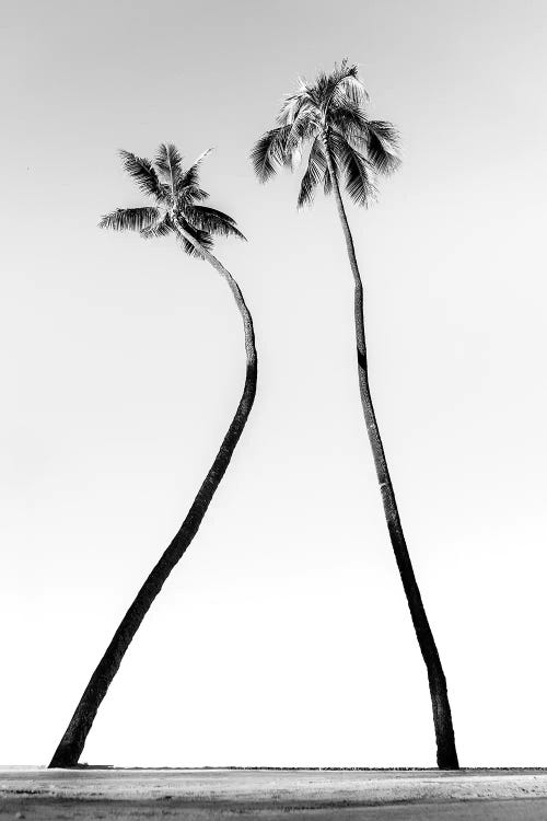 Double Palm Black And White