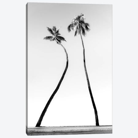 Double Palm Black And White Canvas Print #DKE10} by Daniel Keating Canvas Art
