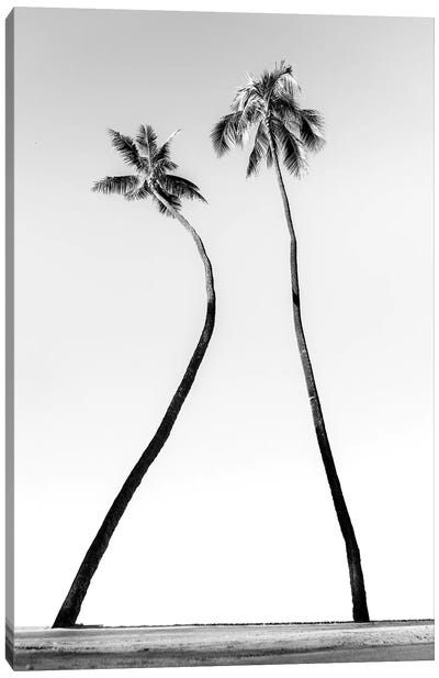 Double Palm Black And White Canvas Art Print - Daniel Keating