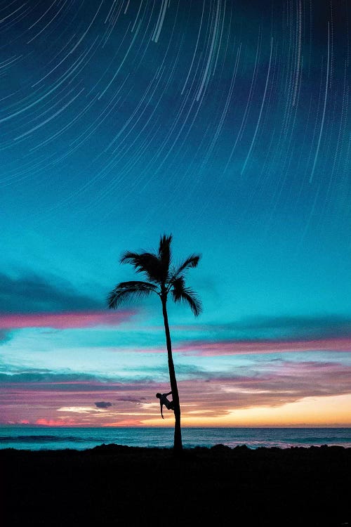 Startrail Palm