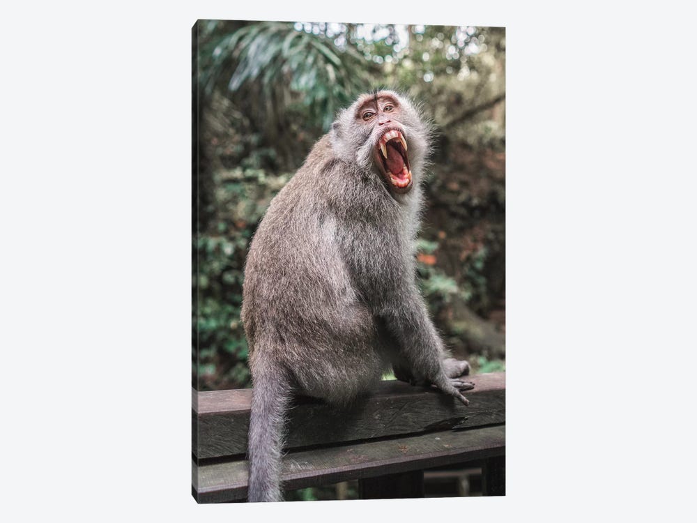 Bali Monkey by Daniel Keating 1-piece Canvas Print