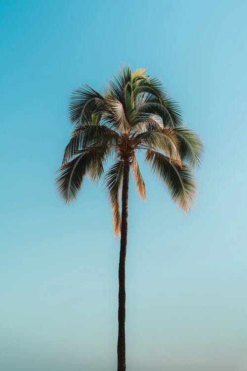 Pretty Palm