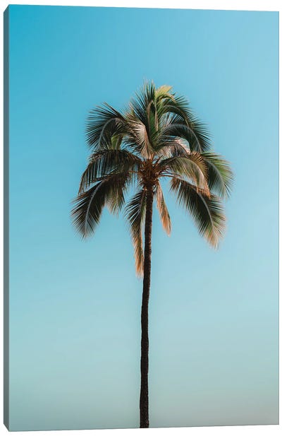 Pretty Palm Canvas Art Print - Daniel Keating