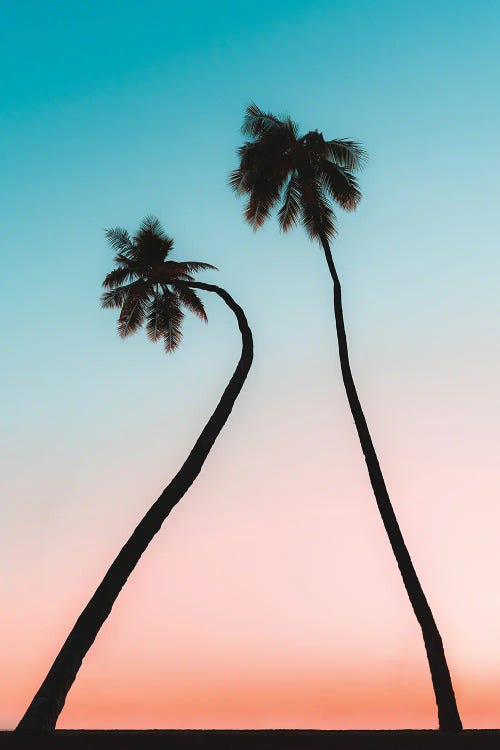 Hawaii Palms