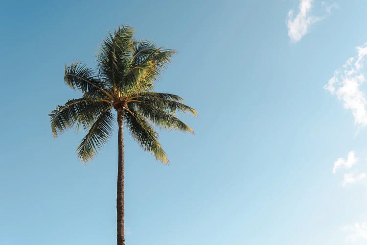 Blue Sky Palms