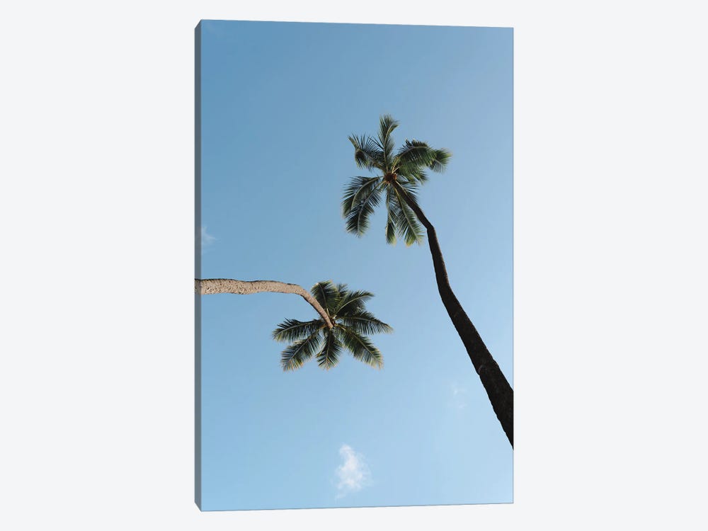 Twisted Palms by Daniel Keating 1-piece Canvas Print