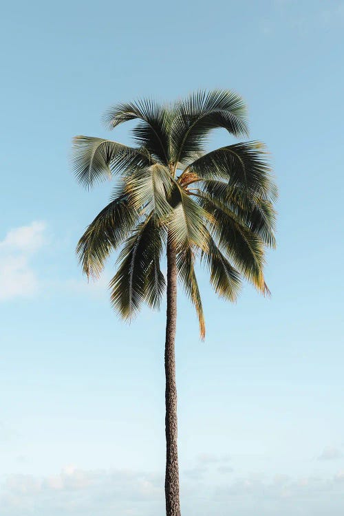 Simple Palm