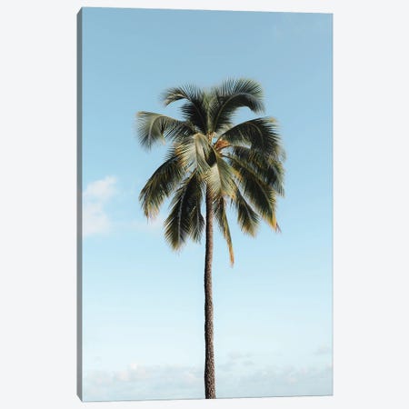 Simple Palm Canvas Print #DKE75} by Daniel Keating Canvas Art Print
