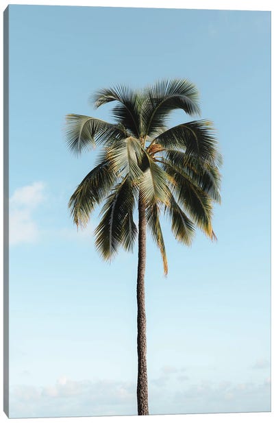 Simple Palm Canvas Art Print - Daniel Keating