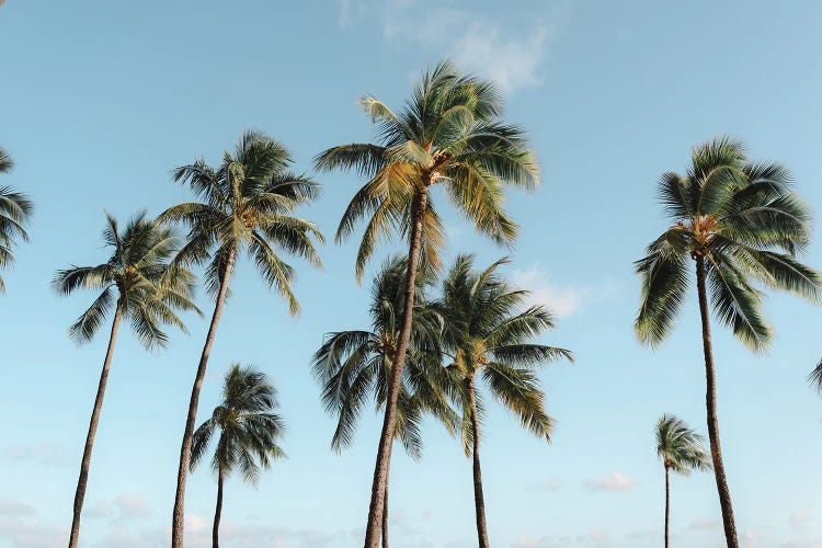 Paradise Palms - Oahu, Hawaii